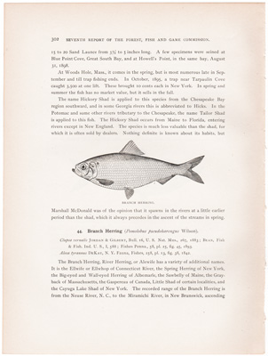 HICKORY SHAD / BRANCH HERRING